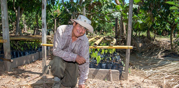 Ecotierra - Shade Coffee and Cocoa Reforestation Project